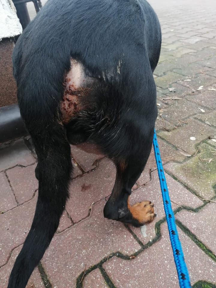 Zdrowie psa i choroby odbytu