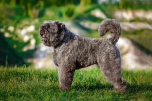Bouvier des Flandres: Odkryj Charakterystykę i Urok tej Rasy