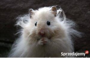 Chomiki długowłose – urokliwe towarzysze i ich niezwykłe cechy