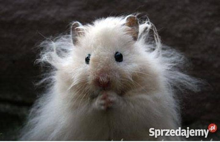 Chomiki długowłose – urokliwe towarzysze i ich niezwykłe cechy