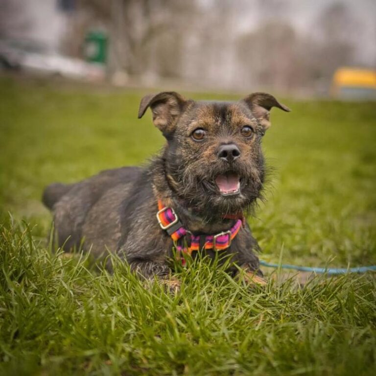 Czy pies może jeść bigos? Sprawdzamy jego szkodliwość dla psa!