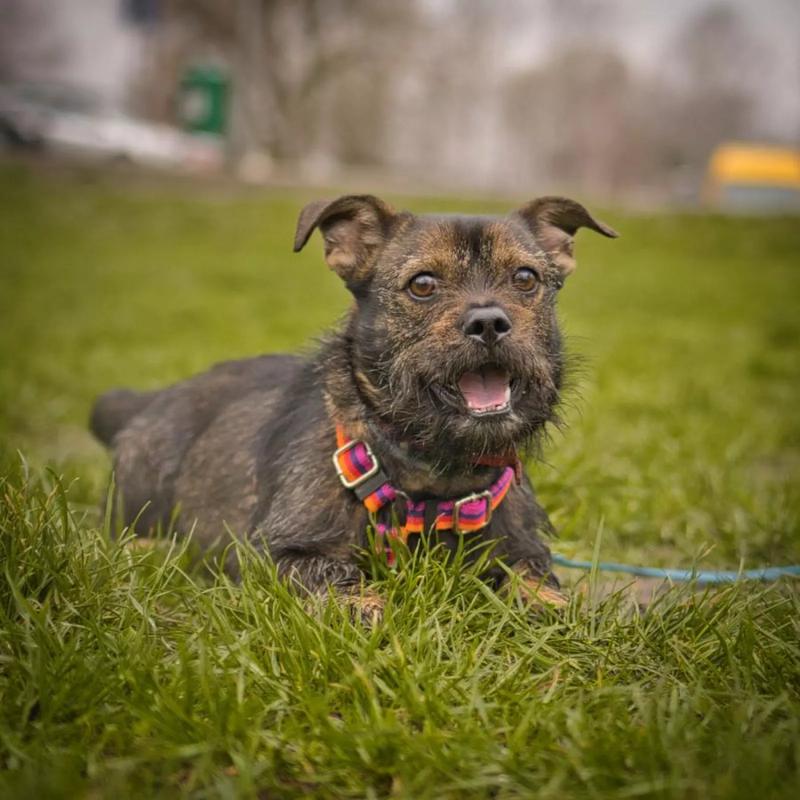 Czy pies może jeść bigos? Sprawdzamy jego szkodliwość dla psa!