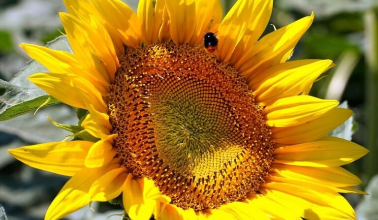 Czy słonecznik jest bezpieczny dla psów? Sprawdzamy szkodliwość tego przysmaku