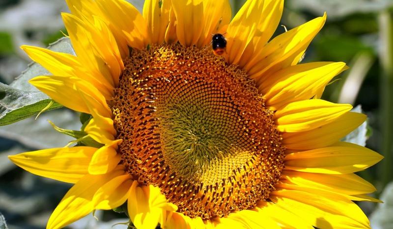 Czy słonecznik jest bezpieczny dla psów? Sprawdzamy szkodliwość tego przysmaku