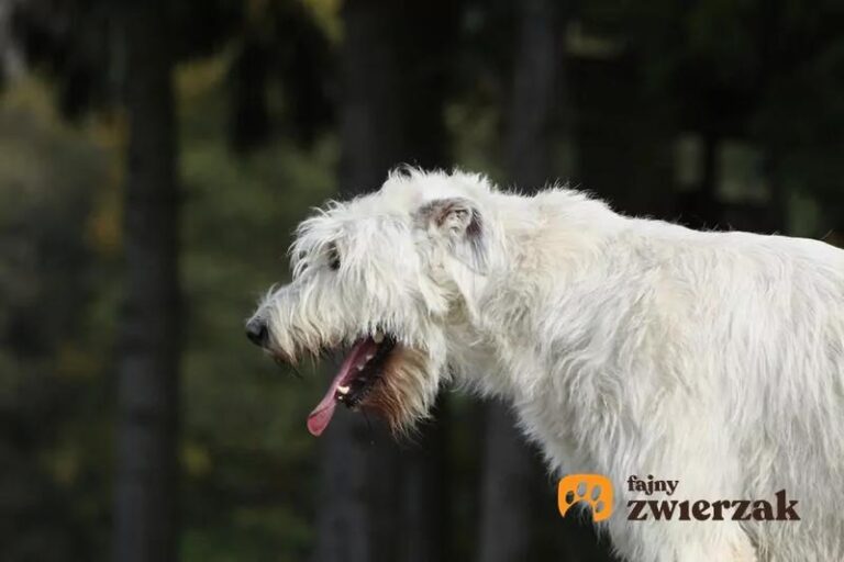 Czy stary pies kaszle jakby chciał coś wykrztusić? Dowiedz się, co to oznacza i czy warto się martwić