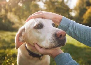 Jak rozpoznać udar mózgu u psa? Objawy i skuteczne leczenie