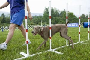 Jak skutecznie nauczyć psa jedzenia suchej karmy?