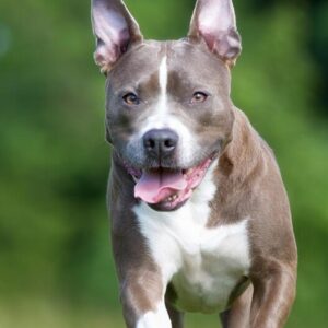Odkryj Amerykańskiego Staffordshire Terriera: Charakterystyka i Opis Rasy