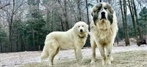 Odkryj fascynujący świat pyrenean mastiff – charakterystyka i opis rasy, które zachwycają