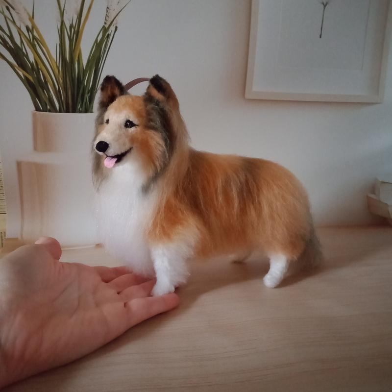 Odkryj Shetland Sheepdoga: charakterystyka i fascynujący opis rasy