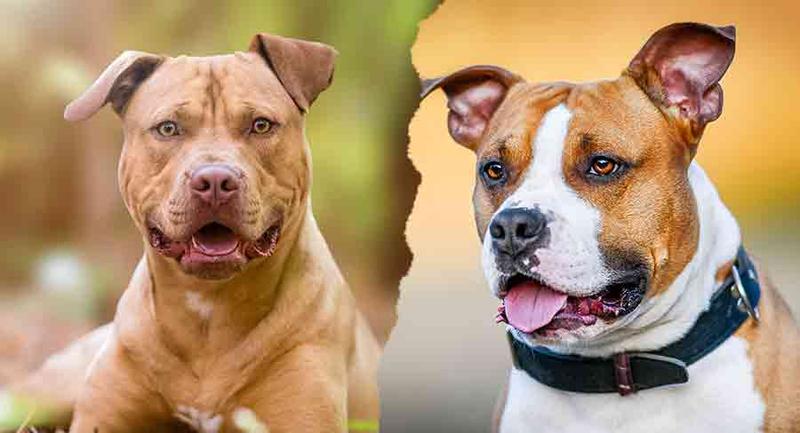 Odkryj uroki Staffordshire Bull Terrier: charakterystyka i niezwykły opis rasy
