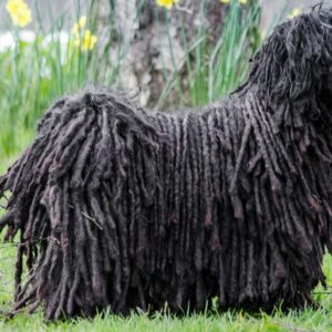 Puli – fascynująca rasa psów o wyjątkowej charakterystyce i historii