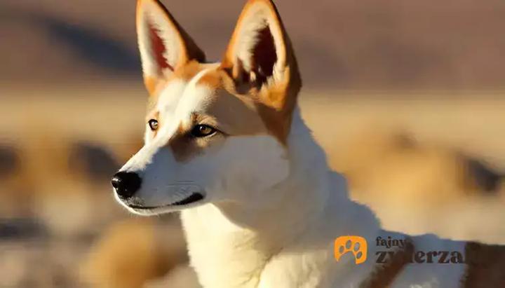 Canaan Dog charakterystyka rasy