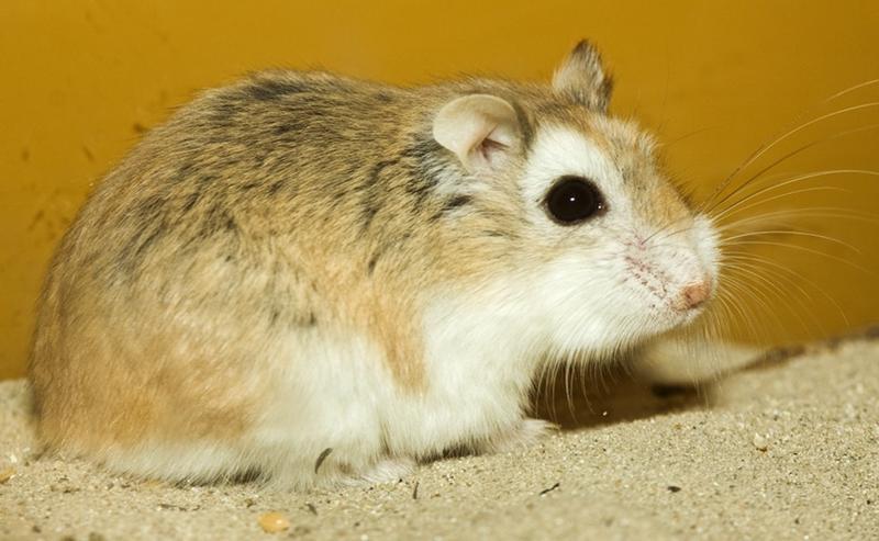 Cechy charakterystyczne chomików karłowatych