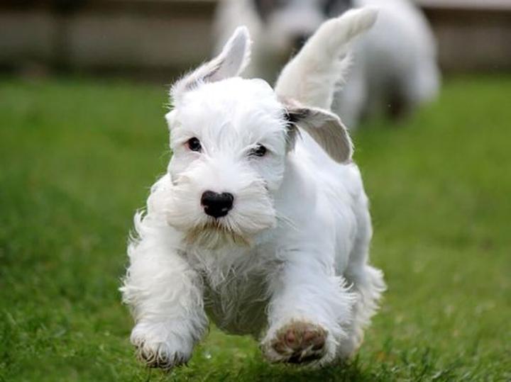 Historia rasy Sealyham Terrier