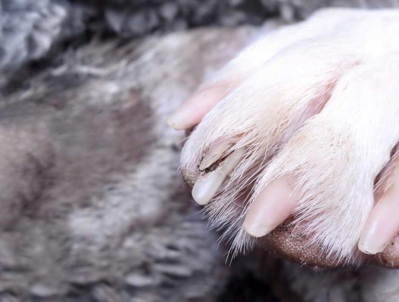 Kiedy do weterynarza z psem