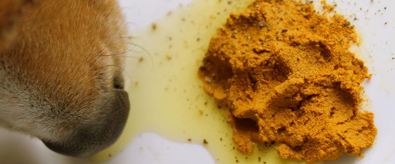 Kurkuma dla psa