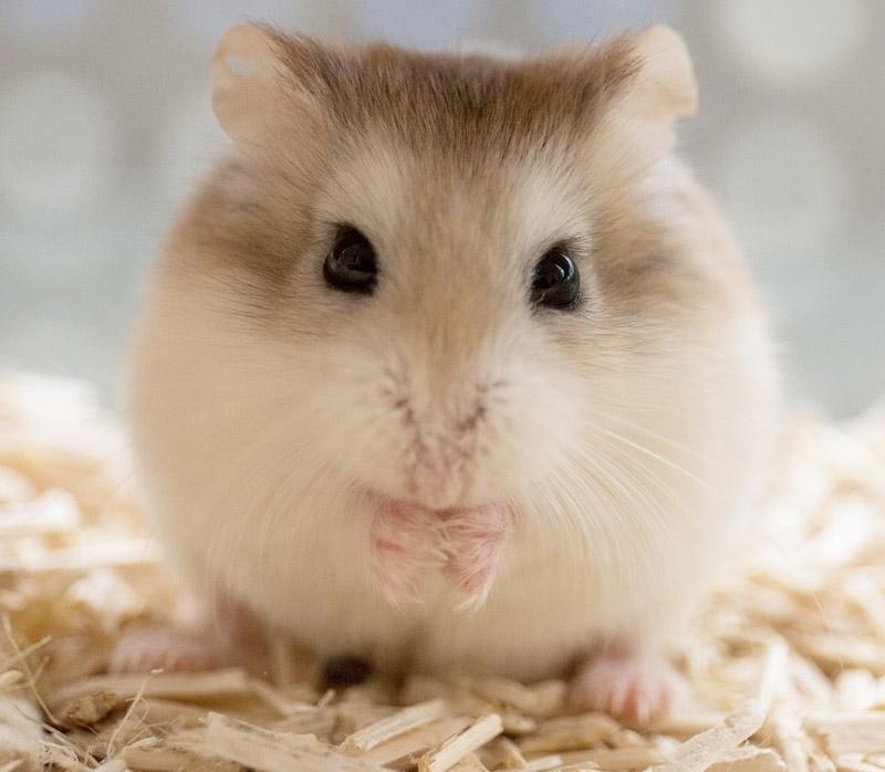 Opieka i warunki życia chomików