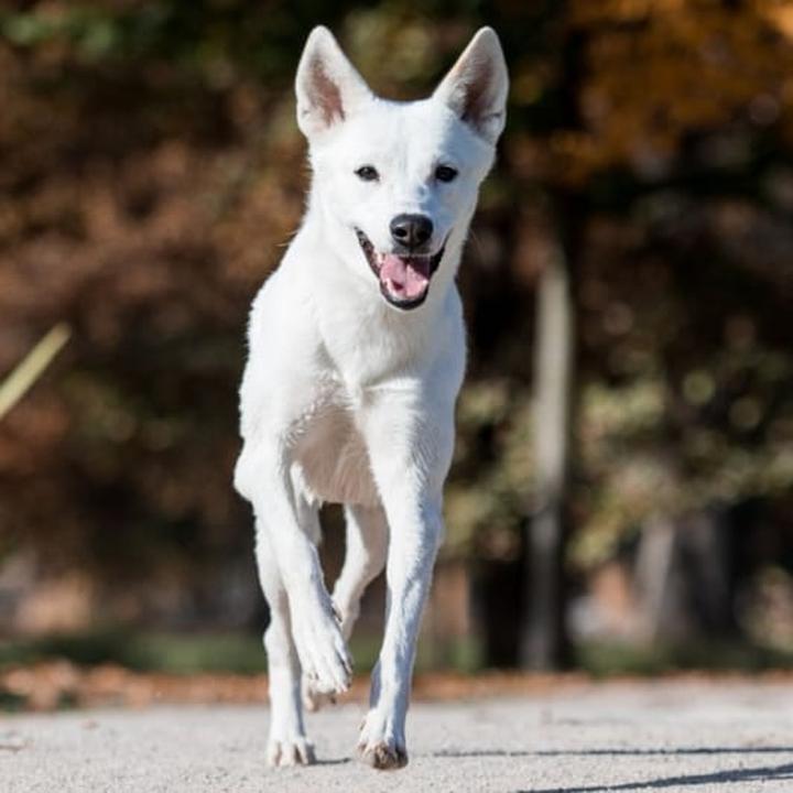 Pielęgnacja i zdrowie Canaan Dog