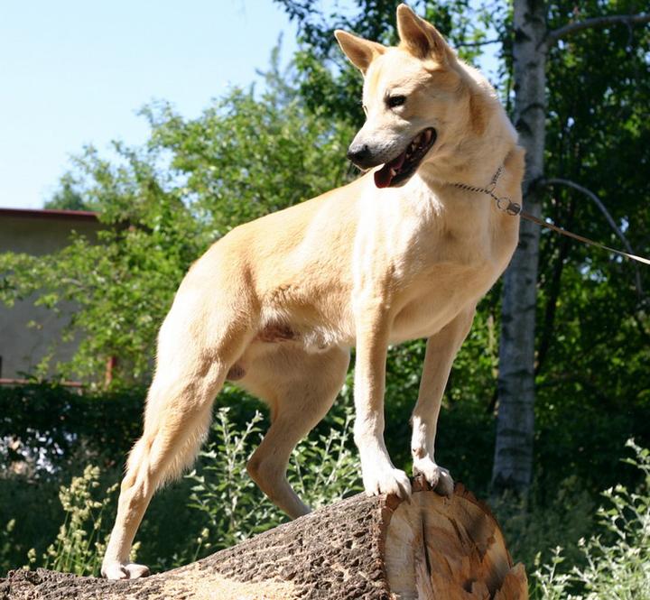 Porady dla właścicieli psów rasy Canaan Dog