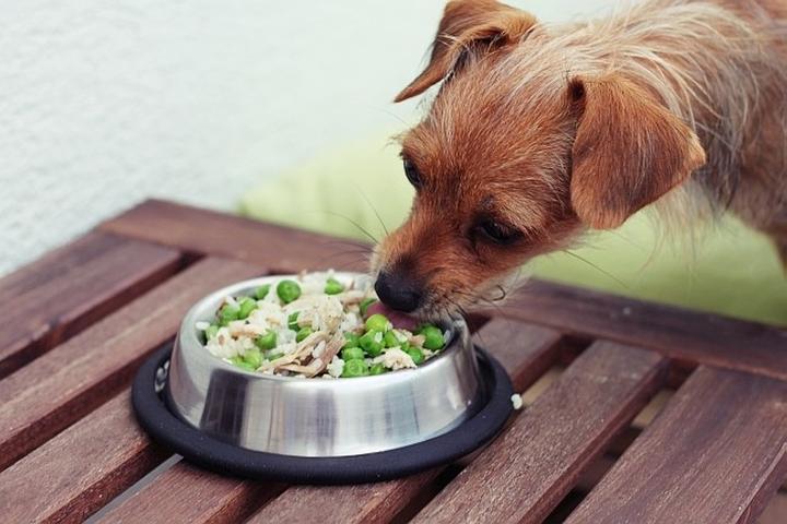 Prawidłowe żywienie psa