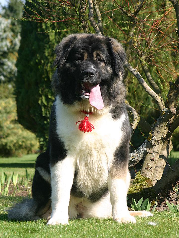 Rodzinny wypoczynek z czworonogiem