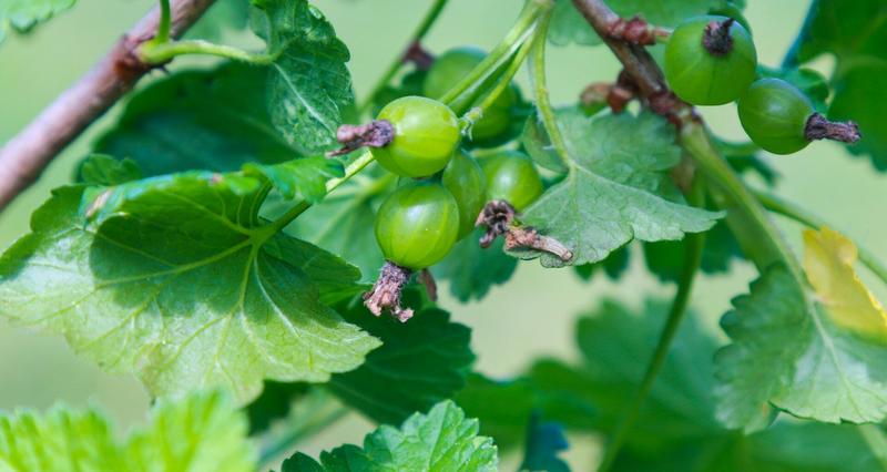 Ryzyko zdrowotne agrestu u psów