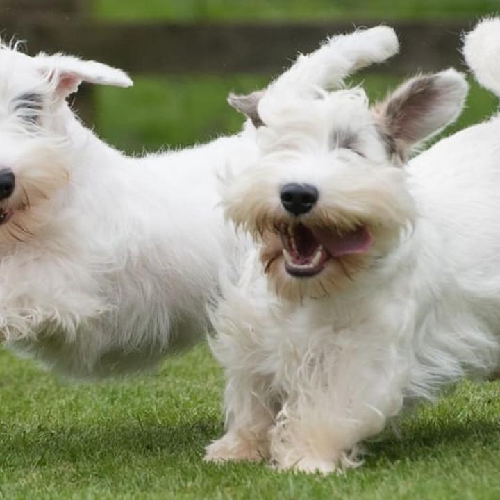 Trening i socjalizacja Sealyham Terriera