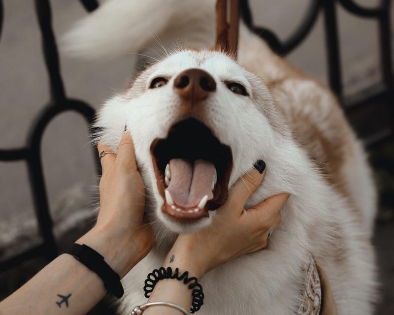 Więź z psem przez dotyk