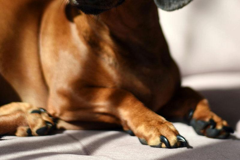 Złamany pazur u psa