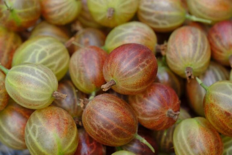 Czy agrest jest bezpieczny dla psa? Sprawdź, czy to niegroźny smakołyk!