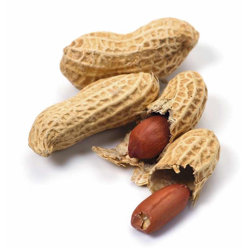 Czy fistaszki to zdrowa przekąska dla chomików? Sprawdź!