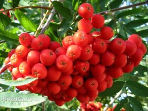 Czy jarzębina jest bezpieczna dla psów? Sprawdzamy!