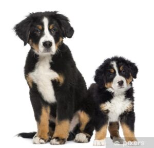 Odkryj Przyjazne Psy Górskie: Gdzie Wypocząć z Pupilem w Naturze?