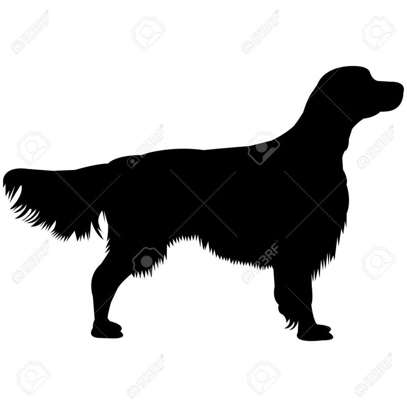 Odkryj urok irish red and white setter – charakterystyka i opis rasy, której nie da się nie pokochać