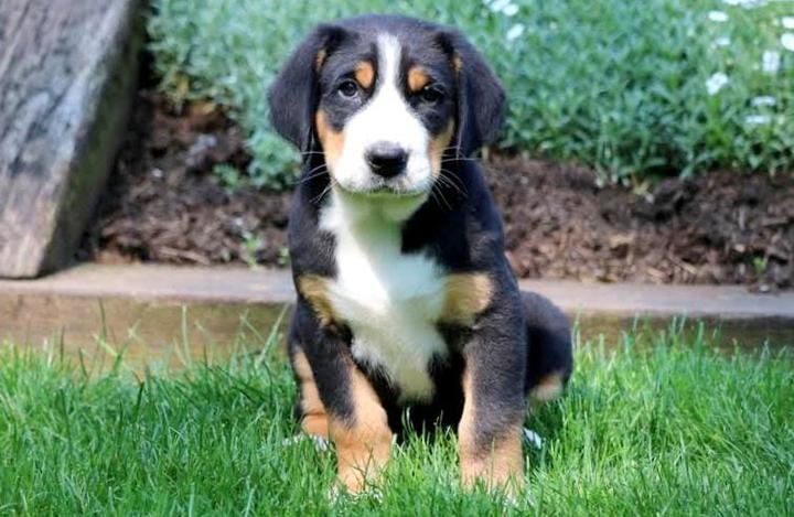Poznaj Greater Swiss Mountain Dog - charakterystyka i unikalny opis rasy