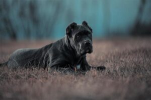 Sekrety Hodowli American Bandog: Przewodnik po Opiece i Wychowaniu tej Rasy
