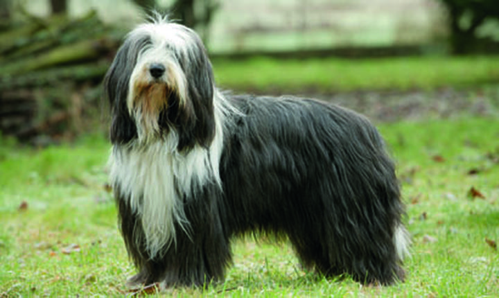 Bearded collie opis rasy