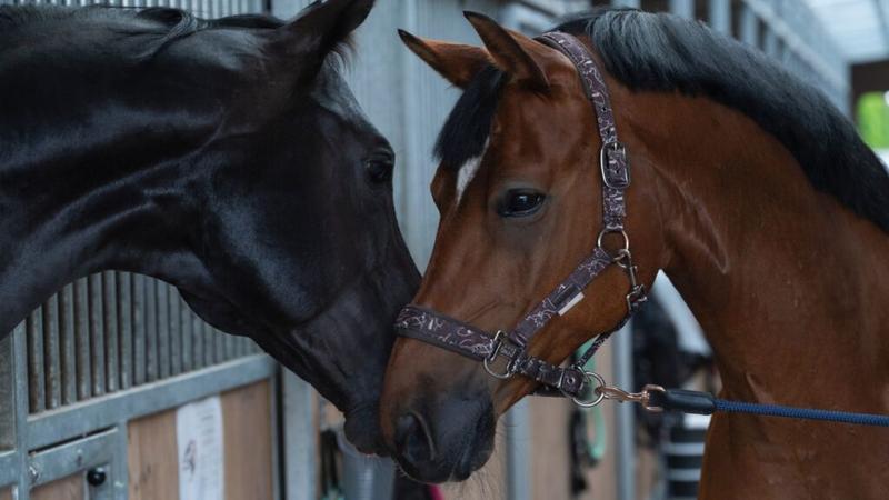 Bezpieczne przysmaki dla koni