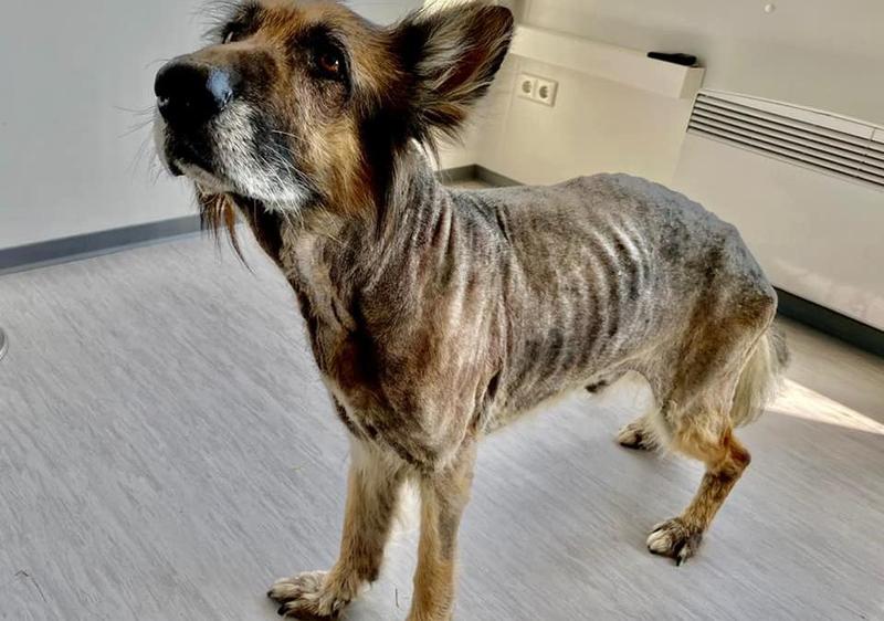 Budowanie zaufania u psa