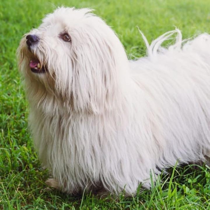 Charakter i temperament coton de tulear