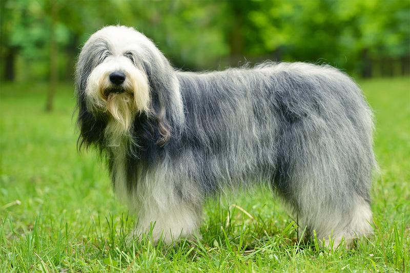Charakter i zachowanie bearded collie