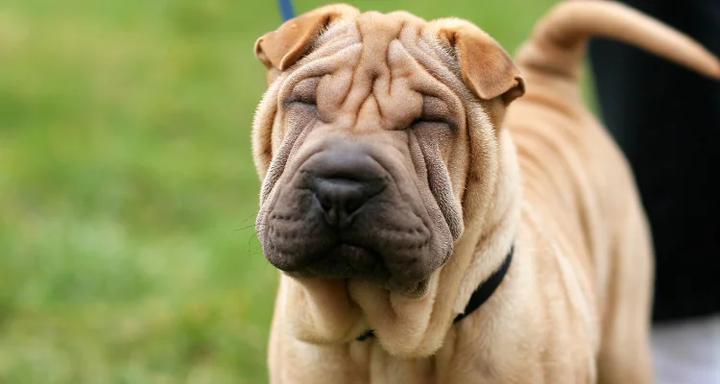 Charakterystyka rasy shar pei