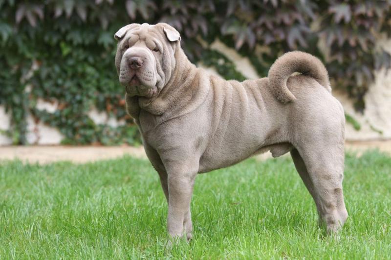Chiński shar pei