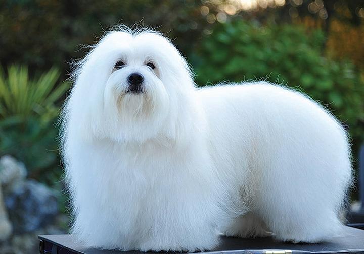 Coton de tulear opis rasy