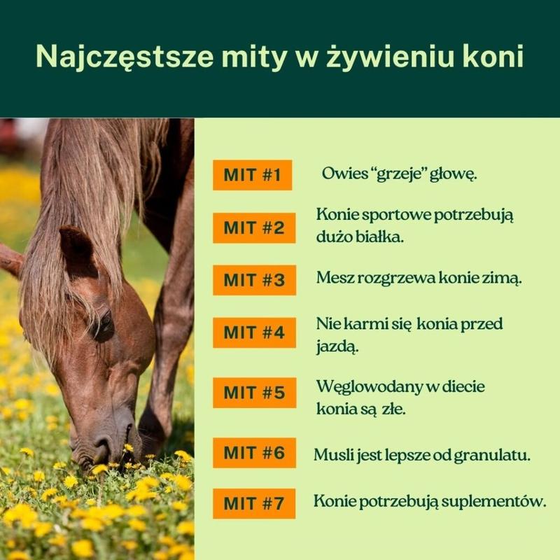 Czego nie powinny jeść konie