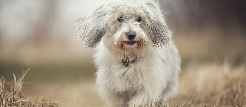 Historia i pochodzenie rasy psów