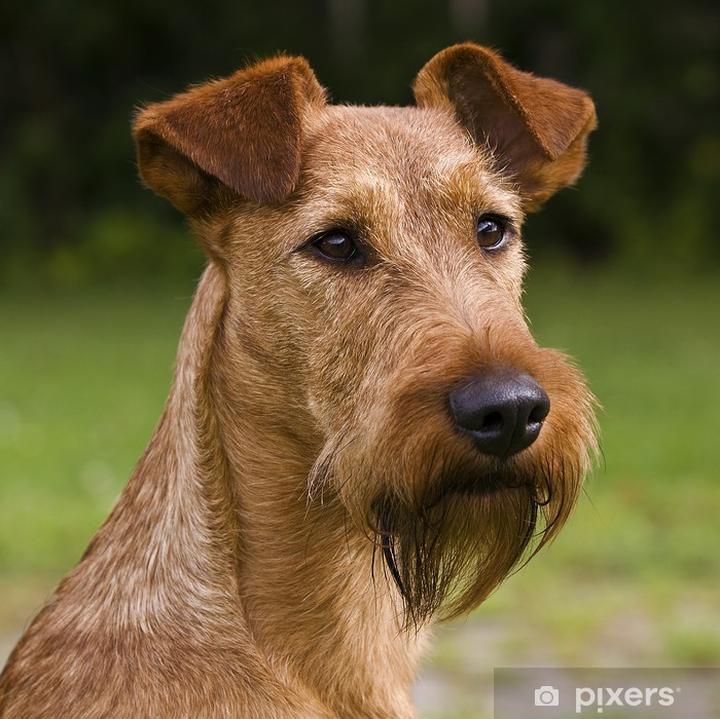 Irish terrier charakter i usposobienie
