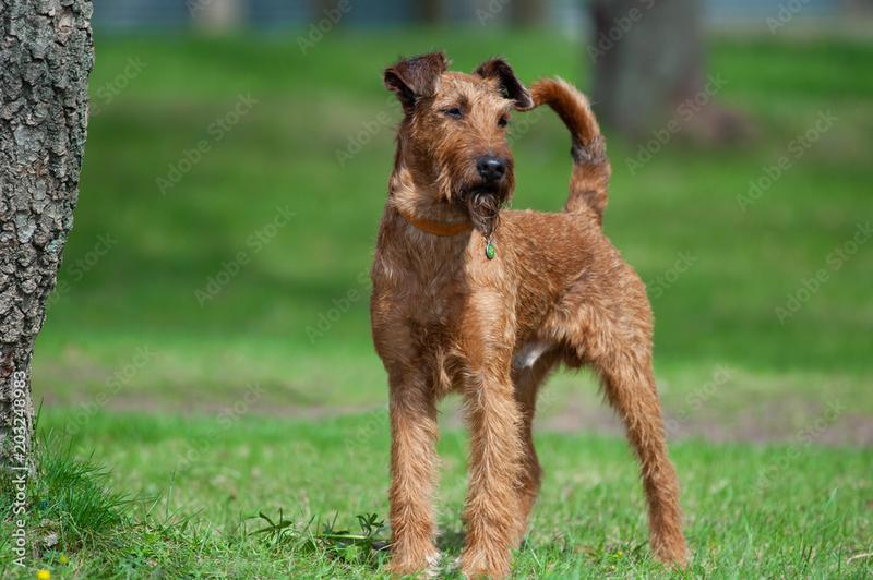 Irish terrier wygląd i standard rasy