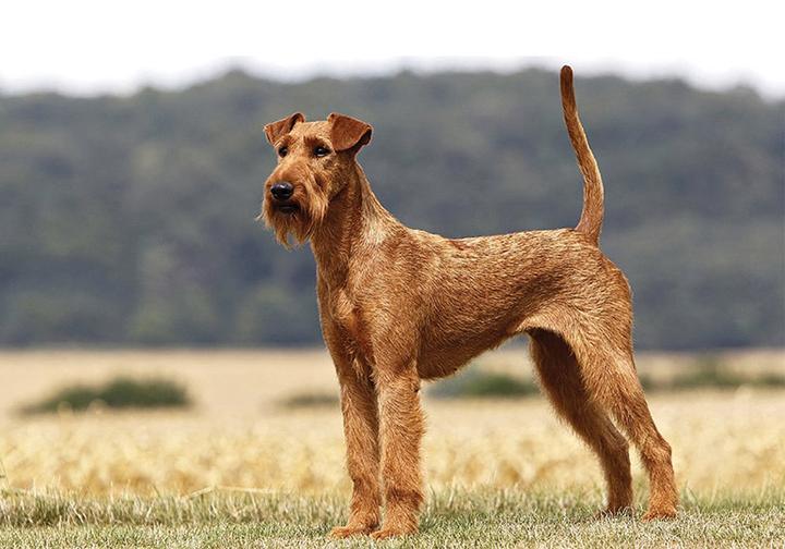 Irish terrier zdrowie i pielęgnacja